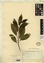 Cestrum memorabile Witasek