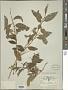 Cestrum nocturnum L.