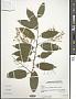 Cestrum sp.