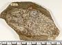 cf. Osteolepis macrolepidotus Agassiz