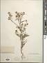 Chaenactis douglasii Hook. & Arn.