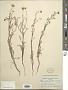 Chaenactis glabriuscula DC.