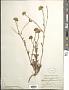 Chaenactis glabriuscula DC.