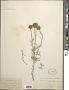 Chaenactis suffrutescens A. Gray