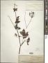 Chaerophyllum aromaticum L.