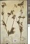 Chaerophyllum aureum L.