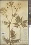 Chaerophyllum aureum L.
