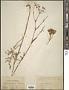 Chaerophyllum prescottii DC.