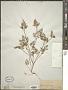 Chaerophyllum procumbens (L.) Crantz