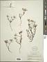 Chaetanthera moenchioides Less.
