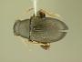 Chaetocnema densa