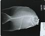 Chaetodipterus faber