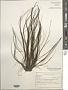 Chaetomorpha sp.