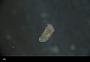Chaetopteridae