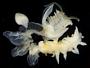 Chaetopterus sp.