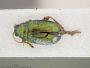 Chalcoides chittendeni