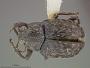 Chalcosicya eleutherae