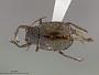 Chalcosicya grandis