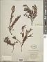 Chamaecrista capensis (Thunb.) E. Mey.