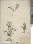 Chamaesaracha coronopus (Dunal) A. Gray
