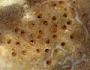 Cheilostomatida