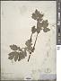 Chelidonium majus L.