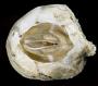 Chelonibia testudinaria