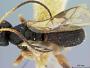 Chelonus auricornis