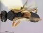 Chelonus bickleyi