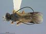 Chelonus clypealis