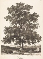 Chene (Oak Tree)