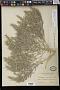 Chenopodium desiccatum A. Nelson