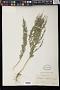 Chenopodium pratericola Rydb.