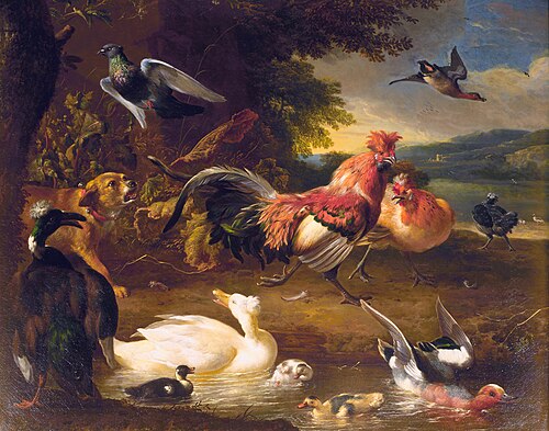 Chickens and Ducks