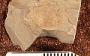 Chicolepis punctatus Cockerell