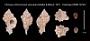 Chicoreus (Chicomurex) venustulus