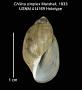 Chilina simplex