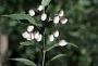 Chiococca alba (L.) Hitchc.