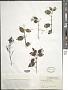 Chiococca alba (L.) Hitchc. subsp. alba