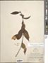 Chiococca pachyphylla Wernham
