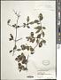 Chiococca pinetorum Britton