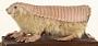 Chlamyphorus truncatus