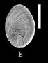 Chlanidota bisculpta