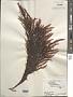 Chondracanthus harveyanus (Kütz.) Guiry