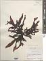 Chondrus crispus Stackh.