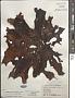 Chondrus crispus Stackh.