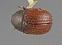 Chramesus marginatus