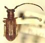 Chreonoma ferrugense