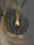 Chriodes orientalis