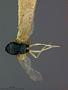 Chrysocharis compressicornis